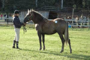 Hessin Olivia ja Fiona Levonaho