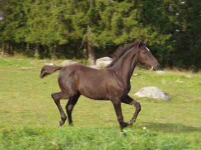 Constantinos