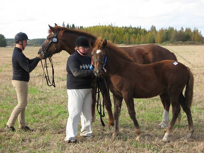 muusa_sivuloimaa.jpg