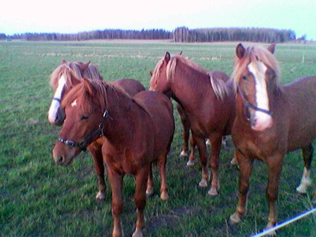 pojat0805.jpg